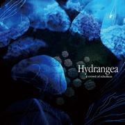 HYDRANGEA