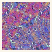 PLACENTA（CD）