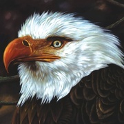 THE HAWK IS HOWLING (COLOR)（期間限定販売）