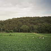 HEALESVILLE